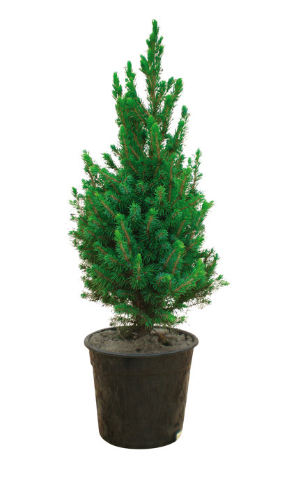 Sukkertop 'Picea Conica'